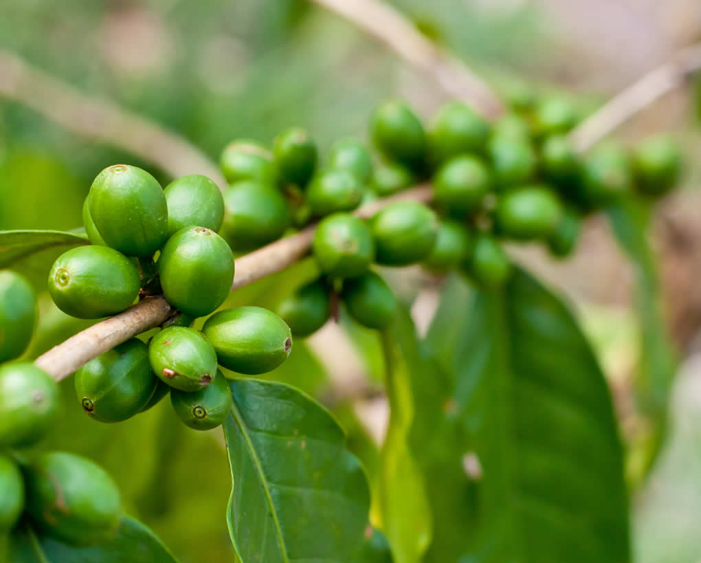 Coffee beans