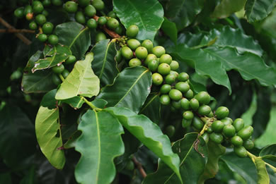 Coffee Beans